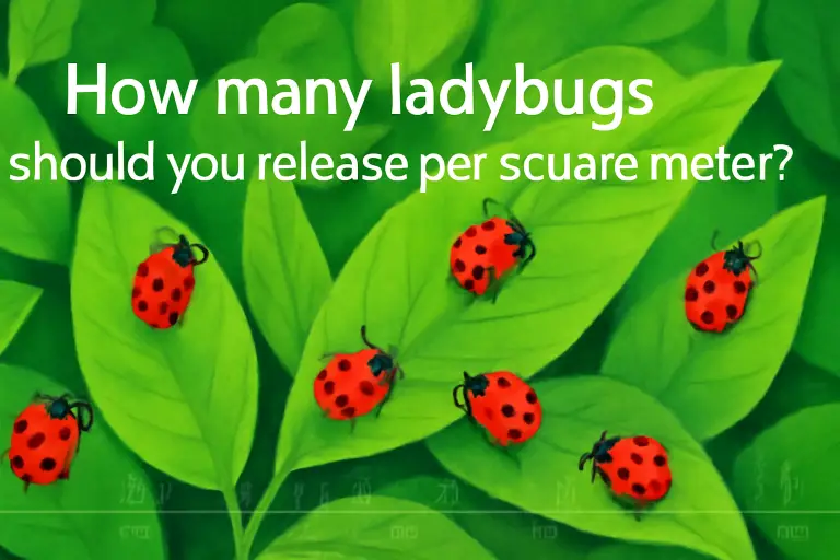 How many ladybugs should you release per square meter?