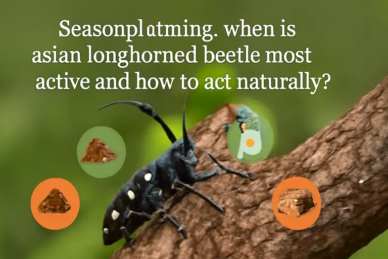 Seasonal timing: when is asian longhorned beetle most active and how to act naturally?