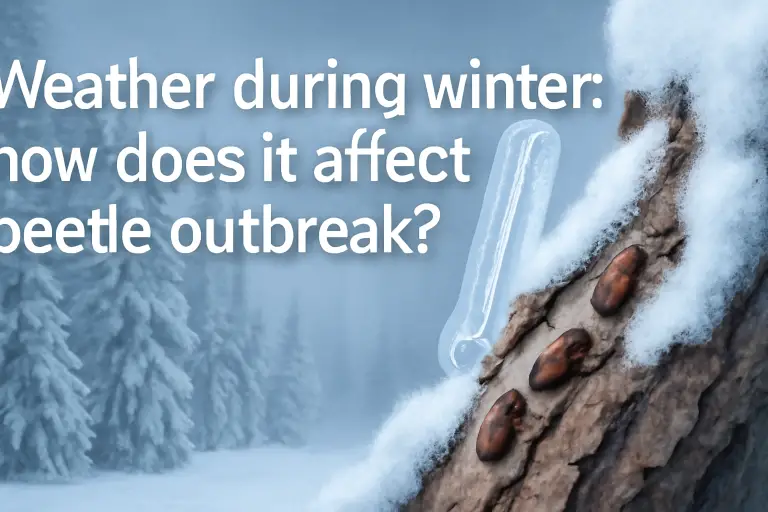 Weather during winter: how does it affect beetles outbreaks?