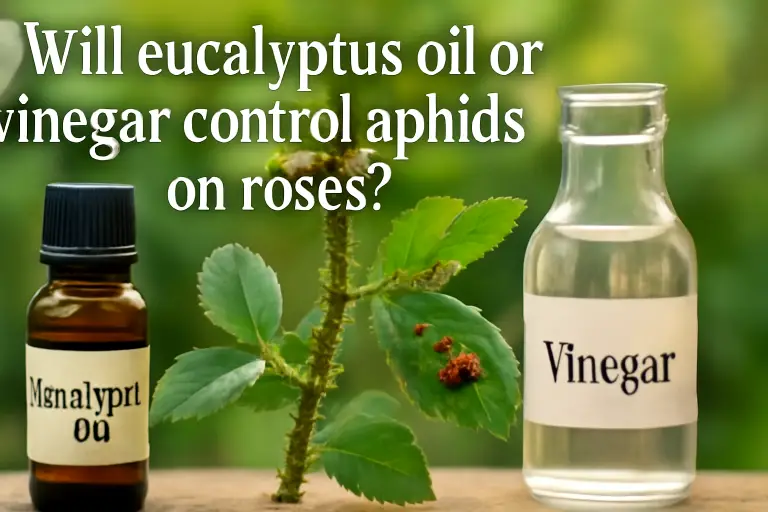 Will eucalyptus oil or vinegar control aphids on roses?