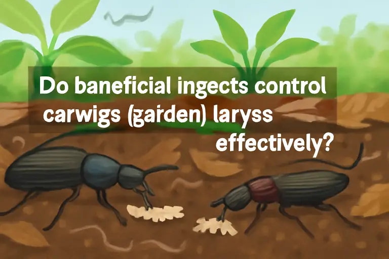 Do beneficial insects control earwigs (garden) larvae effectively?