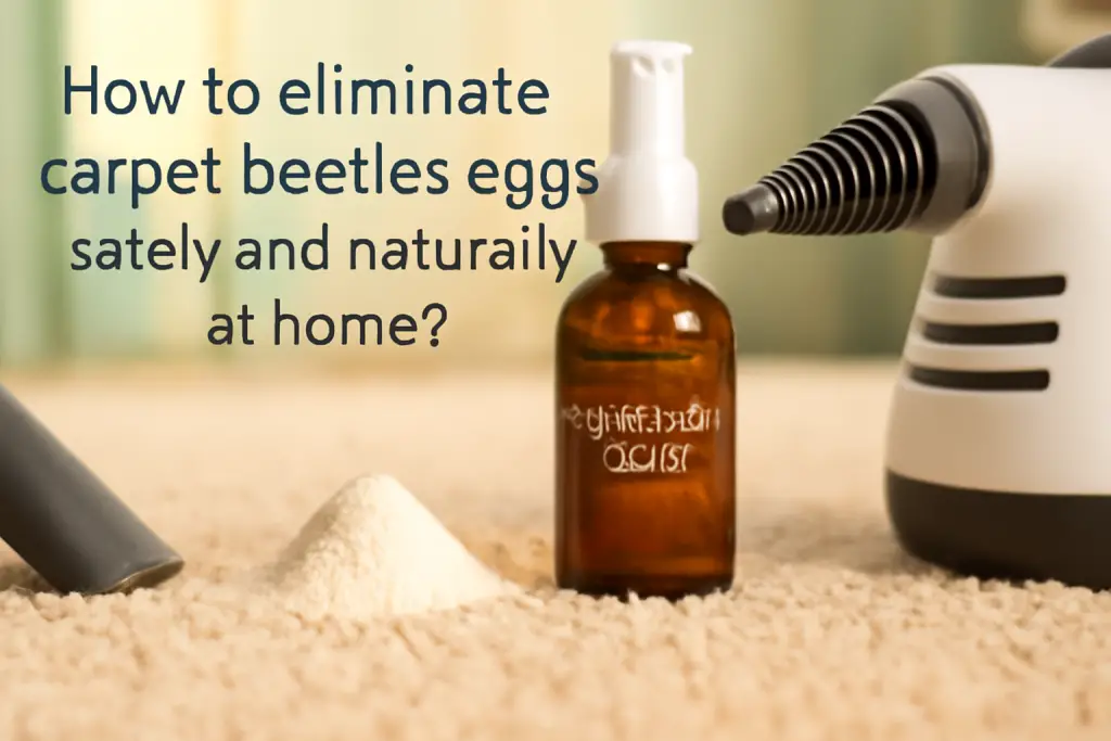 How to eliminate carpet beetles eggs safely and naturally at home?