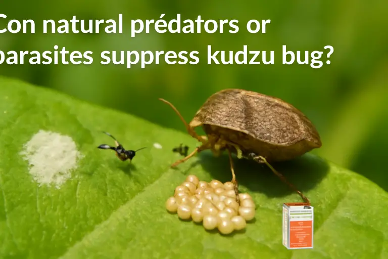Can natural predators or parasites suppress kudzu bug?