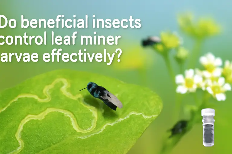 Do beneficial insects control leaf miners larvae effectively?