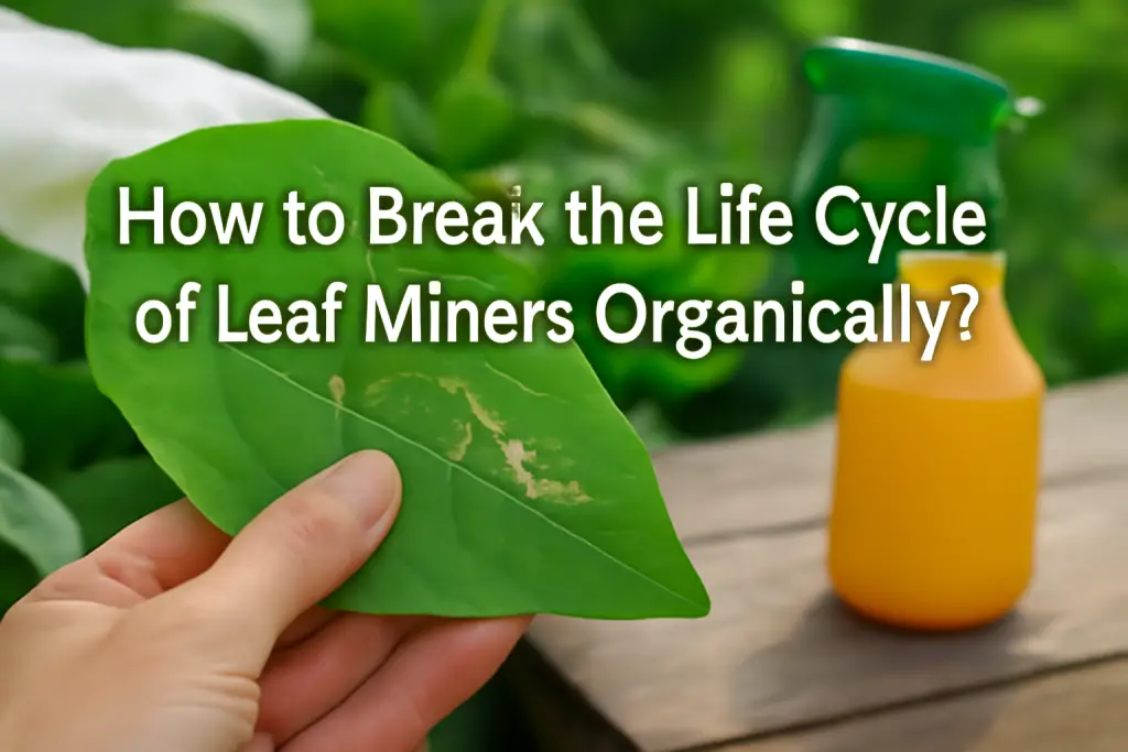 How to break the life cycle of leaf miners organically?