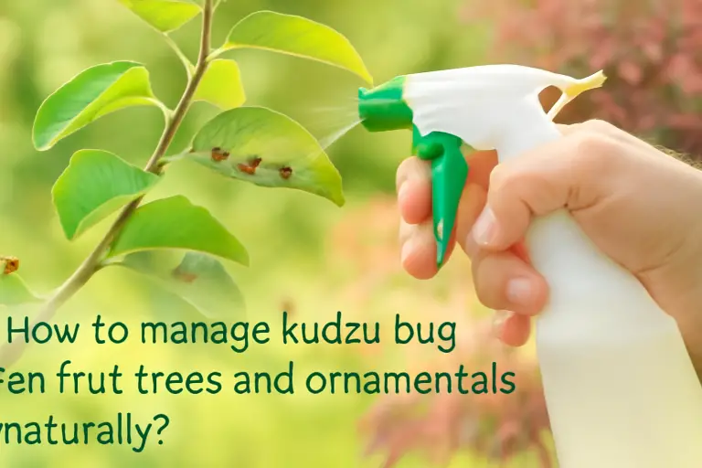 How to manage kudzu bug on fruit trees and ornamentals naturally?