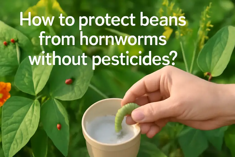 How to protect beans from hornworms without pesticides?