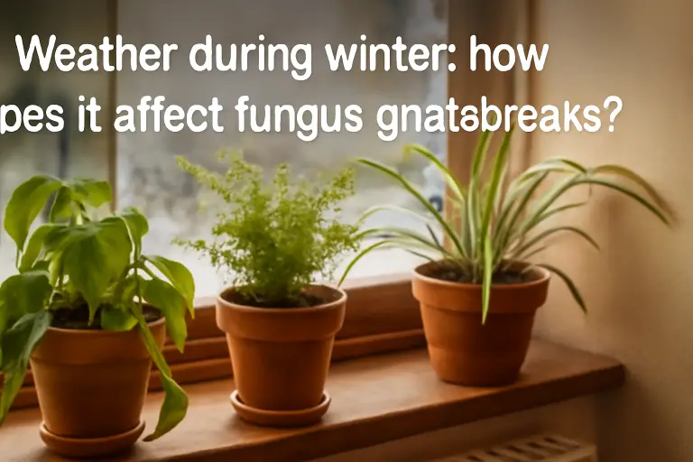 Weather during winter: how does it affect fungus gnats outbreaks?