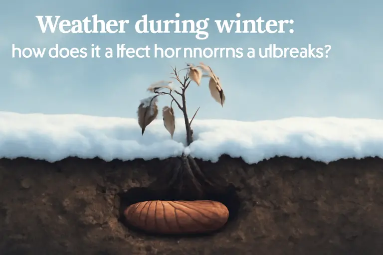 Weather during winter: how does it affect hornworms outbreaks?