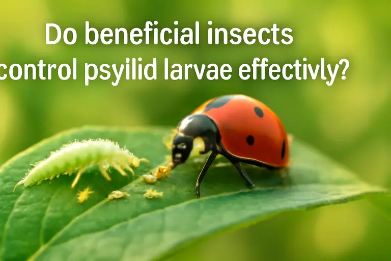 Do beneficial insects control psyllids larvae effectively?