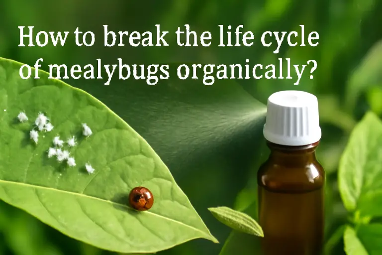 How to break the life cycle of mealybugs organically?