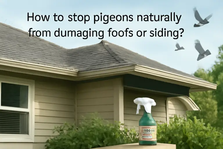 How to stop pigeons naturally from damaging roofs or siding?