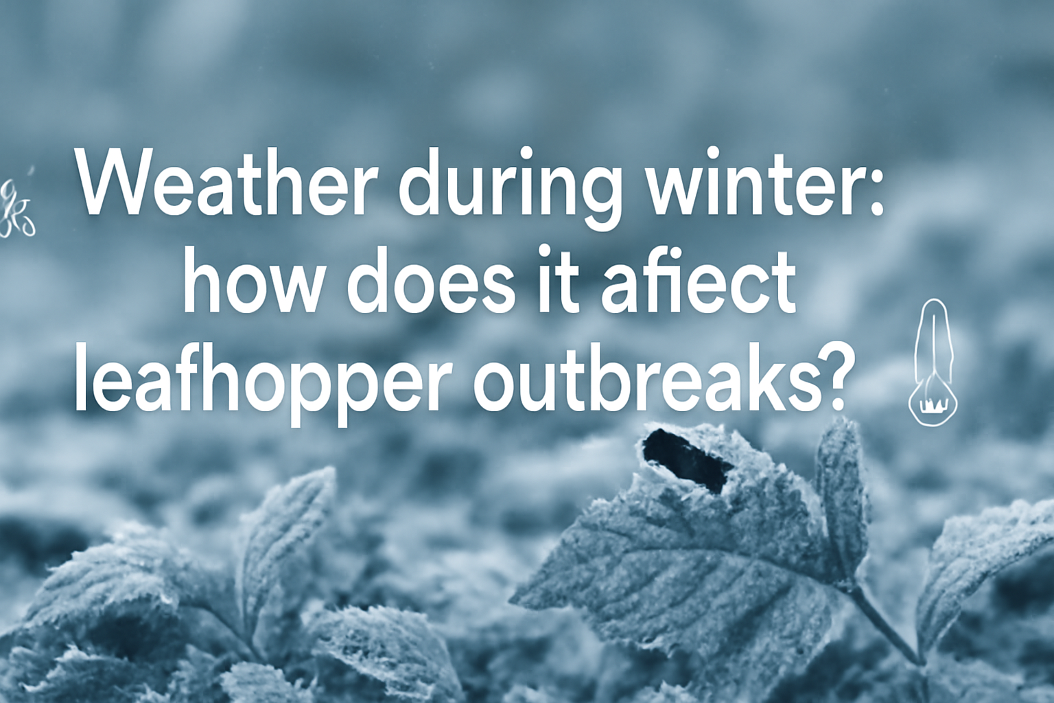Weather during winter: how does it affect leafhoppers outbreaks?