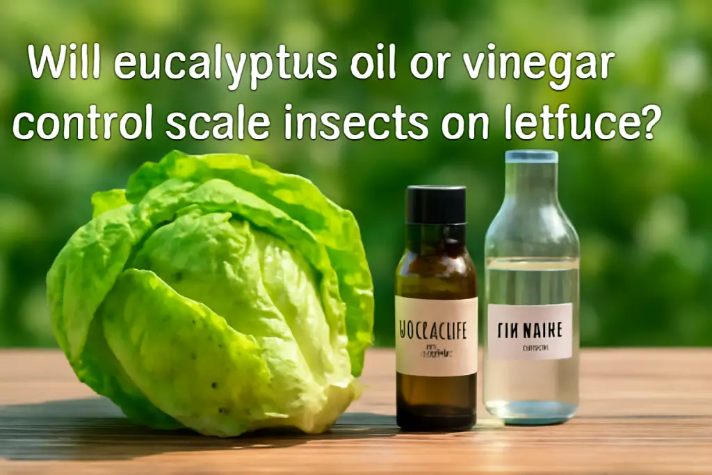 Will eucalyptus oil or vinegar control scale insects on lettuce?