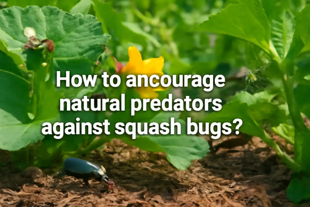 How to encourage natural predators against squash bugs?