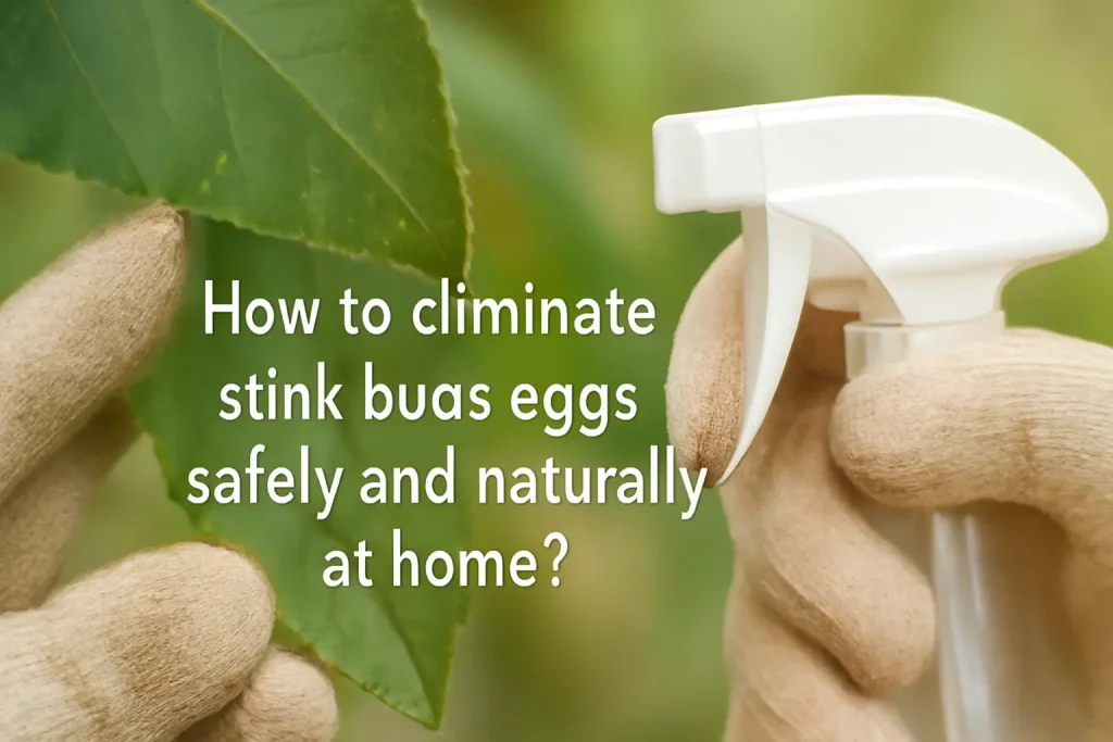 How to eliminate stink bugs eggs safely and naturally at home?