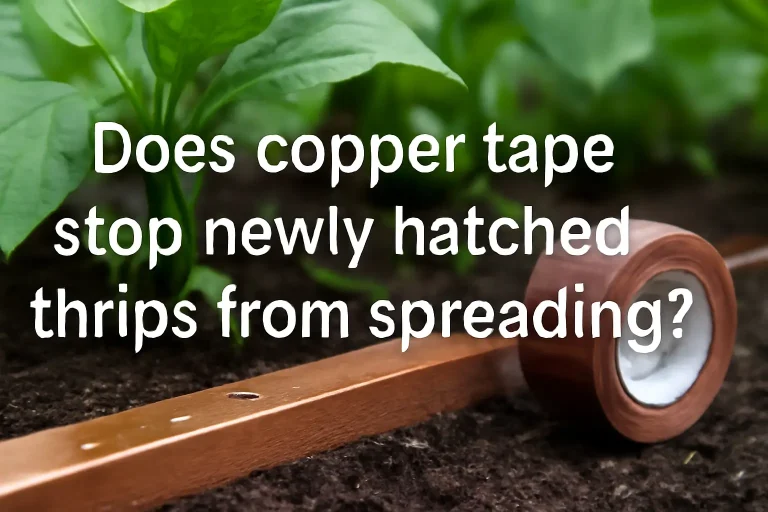 Does copper tape stop newly hatched thrips from spreading?