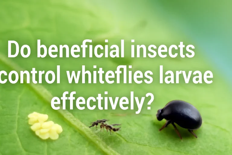 Do beneficial insects control whiteflies larvae effectively?