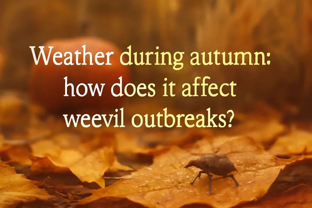 Weather during autumn: how does it affect weevils outbreaks?