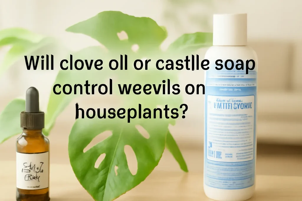 Will clove oil or castile soap control weevils on houseplants?