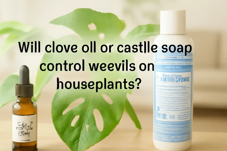 Will clove oil or castile soap control weevils on houseplants?