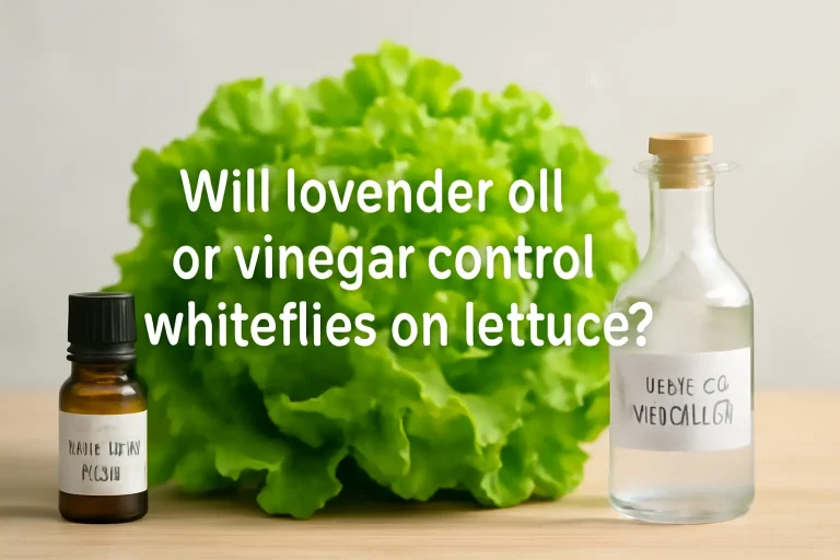 Will lavender oil or vinegar control whiteflies on lettuce?